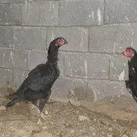 مرغ لاری اوشامو|حیوانات مزرعه|درگز, |دیوار