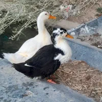یک جفت اردک نر و ماده