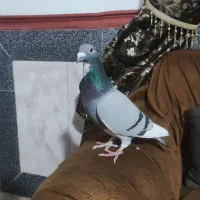 ویگن با اصالت معاوضع|پرنده|شوش, |دیوار