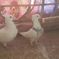 کبوتر|پرنده|مسجد سلیمان, |دیوار