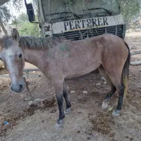 اسب قد بلند