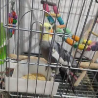 پرنده عروس هلندی