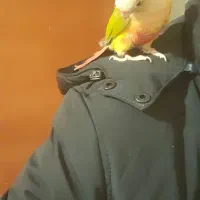 طوطی اهلی و بغلی بوس میده|پرنده|تبریز, |دیوار