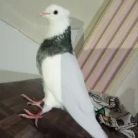 طوقی