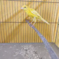 قناری نر|پرنده|ملایر, |دیوار