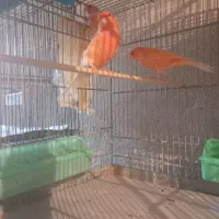 +۲۰عداد قناری شوره به فوروش میرسه