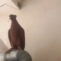 کبوتر رواعب اصلی