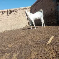 نربز چبش پازن