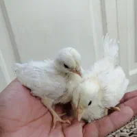 ۳ تا جوجه مینیاتوری