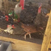 بوقلمون نر ماده سالم سرحال|حیوانات مزرعه|فسا, |دیوار