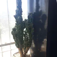 ۲ عدد کاکتوس سخره ای