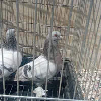 مسکی پاپر پرشی