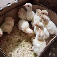 جوجه بوقلمون