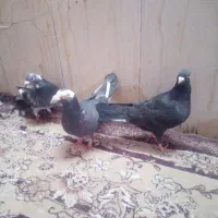 میزتلفن....|میز تلویزیون|مشهد, نیزه|دیوار