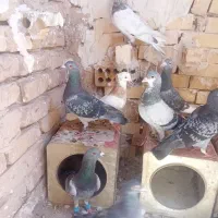 کفتر