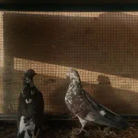 کفتر تهرونی سالم|پرنده|خمینیشهر, |دیوار