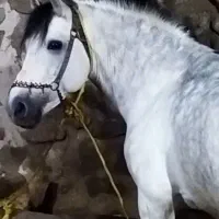 اسب کردی|اسب و تجهیزات اسب‌سواری|مهاباد (آذربایجان غربی), |دیوار