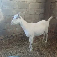 کولار سانن اصل