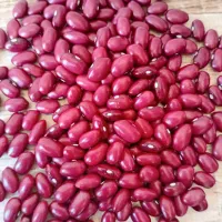 لوبیا قرمز درجه یک درشت درشت یکدست فقط تماس