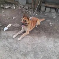 سگ نژاد  ژرمن