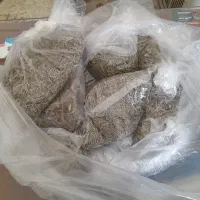 اویشن کوهی