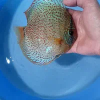 دیسکس از سایز ۲ اینچ تا اورسایز