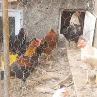 ۳ عدد خروس محلی