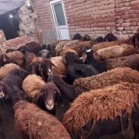 گوسفندشیرده