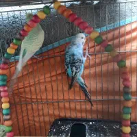 مرغ عشق|پرنده|یاسوج, |دیوار