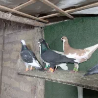 10 تا پرنده فنر