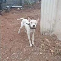 واگزاری سگ داگو ارژانتینی