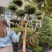 فروش گیاهان گلخانه سار|خدمات باغبانی و درختکاری|تهران, سهروردی|دیوار