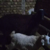 شیشک 4دندون