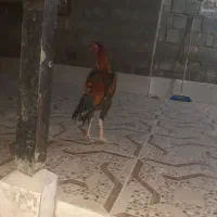 خروس بفروش میرسد خروس زات ذار|حیوانات مزرعه|بند زرک, |دیوار