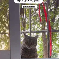 گربه گمشده (به اسم پرویز)|گربه|گرگان, |دیوار