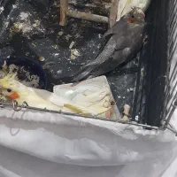 جوجه عروس هلندی