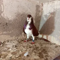 کفتر امری سرخ