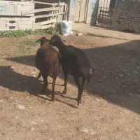 گوسفند|حیوانات مزرعه|سیمین شهر, |دیوار