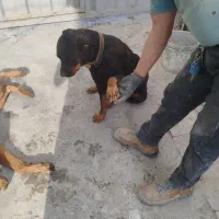 واگذاری سگ روت