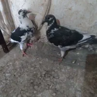 حراج|بدلیجات|زابل, |دیوار