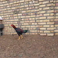مرغ خروس لاری|حیوانات مزرعه|تایباد, |دیوار