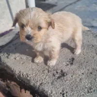 توله پاکوتاه|سگ|خوی, |دیوار