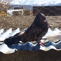 کفتر سرور نسل دار،