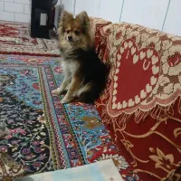 سگ پامر دم روباهی