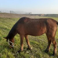 مادیان کورد