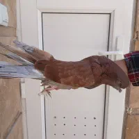 کبوترپشتار