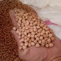 نخود پاییزه بزری