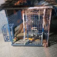 قفس و توری حیوانات