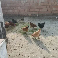 مرغ و خروس محلی