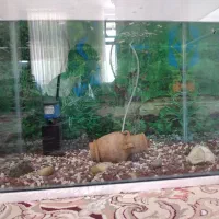 آکواریوم خم شرکتی با وسایل|ماهی|کرمانشاه, |دیوار